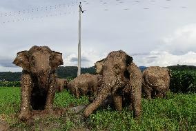 Xinhua Headlines: Working to keep wandering elephants happy at forest home