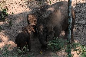 Xinhua Headlines: Working to keep wandering elephants happy at forest home