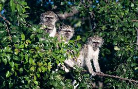 NAMIBIA-BWABWATA NATIONAL PARK