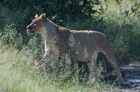 NAMIBIA-BWABWATA NATIONAL PARK