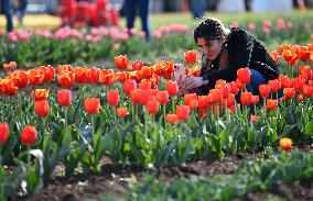 ITALY-ROME-TULIPS