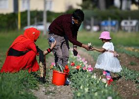 ITALY-ROME-TULIPS