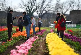 ITALY-ROME-TULIPS