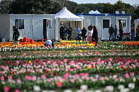 ITALY-ROME-TULIPS