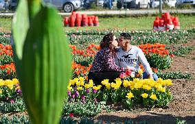 ITALY-ROME-TULIPS
