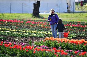 ITALY-ROME-TULIPS