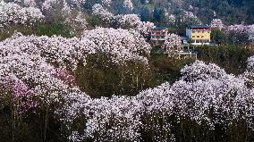 CHINA-SICHUAN-JIANGYOU-MAGNOLIA FLOWERS(CN)