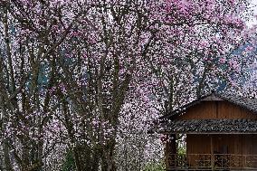 CHINA-SICHUAN-JIANGYOU-MAGNOLIA FLOWERS(CN)