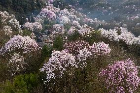 CHINA-SICHUAN-JIANGYOU-MAGNOLIA FLOWERS(CN)