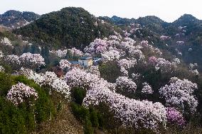 CHINA-SICHUAN-JIANGYOU-MAGNOLIA FLOWERS(CN)
