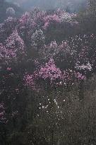 CHINA-SICHUAN-JIANGYOU-MAGNOLIA FLOWERS(CN)