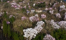 CHINA-SICHUAN-JIANGYOU-MAGNOLIA FLOWERS(CN)