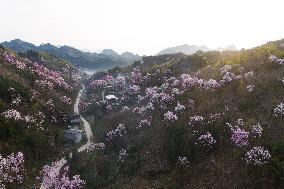 CHINA-SICHUAN-JIANGYOU-MAGNOLIA FLOWERS(CN)