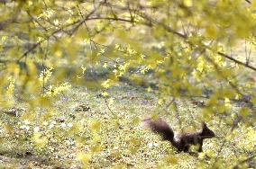 AUSTRIA-VIENNA-SPRING SCENERY