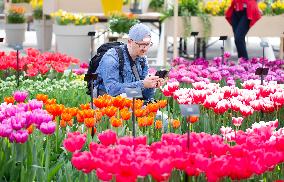NETHERLANDS-LISSE-TULIPS