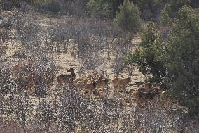 CHINA-QINGHAI-SANJIANGYUAN NATIONAL PARK-WHITE-LIPPED DEER (CN)