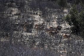 CHINA-QINGHAI-SANJIANGYUAN NATIONAL PARK-WHITE-LIPPED DEER (CN)