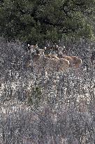 CHINA-QINGHAI-SANJIANGYUAN NATIONAL PARK-WHITE-LIPPED DEER (CN)