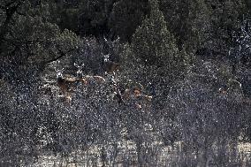 CHINA-QINGHAI-SANJIANGYUAN NATIONAL PARK-WHITE-LIPPED DEER (CN)