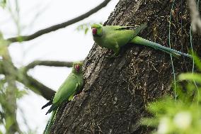 INDIA-ASSAM-GUWAHATI-BIRDS