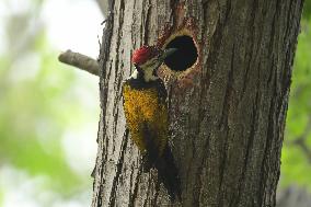 INDIA-ASSAM-GUWAHATI-BIRDS