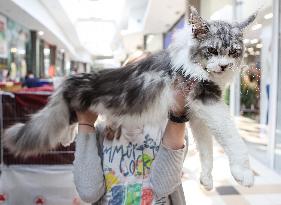 CROATIA-ZAGREB-WEEKEND CAT SHOW