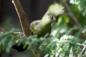 KUWAIT-WAFRA-FARMS-BIRDS