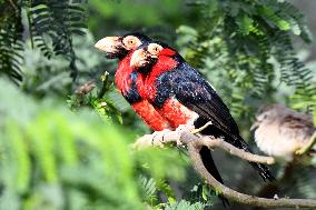 KUWAIT-WAFRA-FARMS-BIRDS