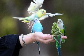 KUWAIT-WAFRA-FARMS-BIRDS