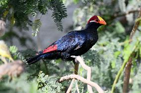 KUWAIT-WAFRA-FARMS-BIRDS