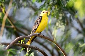 KUWAIT-WAFRA-FARMS-BIRDS