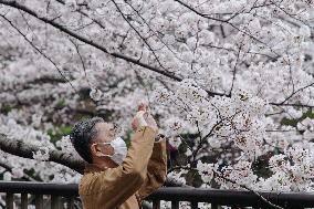 JAPAN-TOKYO-CHERRY-BLOSSOM