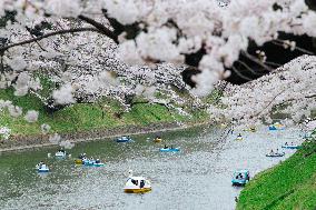 JAPAN-TOKYO-CHERRY-BLOSSOM