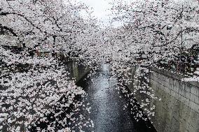 JAPAN-TOKYO-CHERRY-BLOSSOM