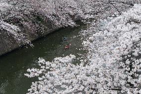 JAPAN-TOKYO-CHERRY-BLOSSOM