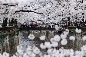 JAPAN-TOKYO-CHERRY-BLOSSOM