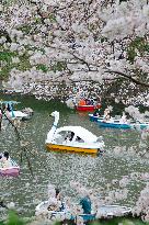 JAPAN-TOKYO-CHERRY-BLOSSOM