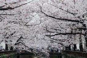 JAPAN-TOKYO-CHERRY-BLOSSOM