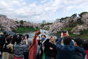 JAPAN-TOKYO-CHERRY-BLOSSOM