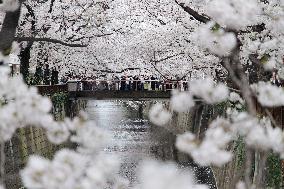 JAPAN-TOKYO-CHERRY-BLOSSOM