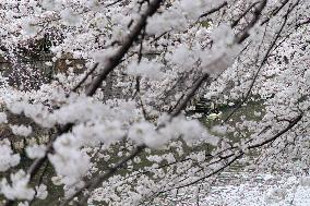 JAPAN-TOKYO-CHERRY-BLOSSOM