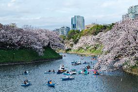 JAPAN-TOKYO-CHERRY-BLOSSOM