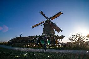 NETHERLANDS-ZAANDAM-ZAANSE SCHANS-WINDMILLS-SPRING