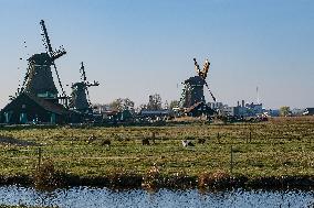NETHERLANDS-ZAANDAM-ZAANSE SCHANS-WINDMILLS-SPRING