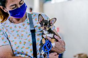 PHILIPPINES-MARIKINA CITY-DOG SHOW