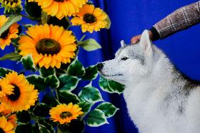 PHILIPPINES-MARIKINA CITY-DOG SHOW