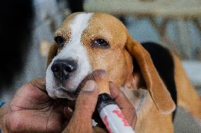 PHILIPPINES-MARIKINA CITY-DOG SHOW