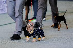 PHILIPPINES-MARIKINA CITY-DOG SHOW