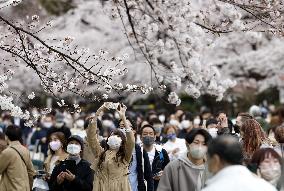 Cherry blossoms in Tokyo