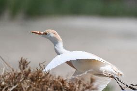 KUWAIT-JAHRA GOVERNORATE-CATTLE EGRET